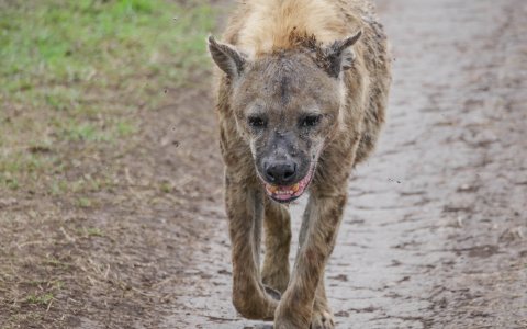 Tanzania z DiscoverAsia i Kasią Kuduk (13).jpg